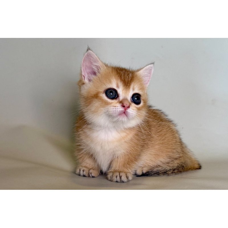 Munchkin Quirka