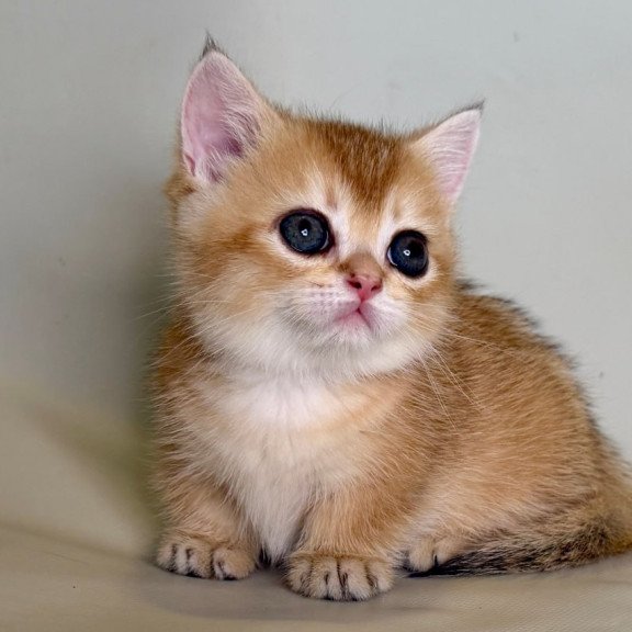 Munchkin Quirka