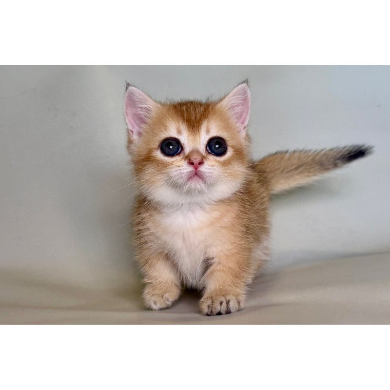Munchkin Quirka