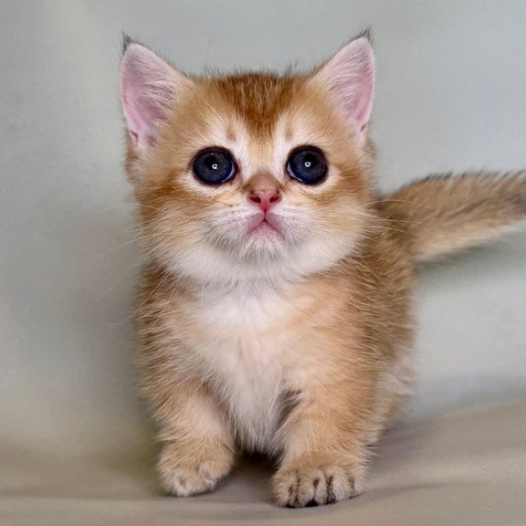 Munchkin Quirka