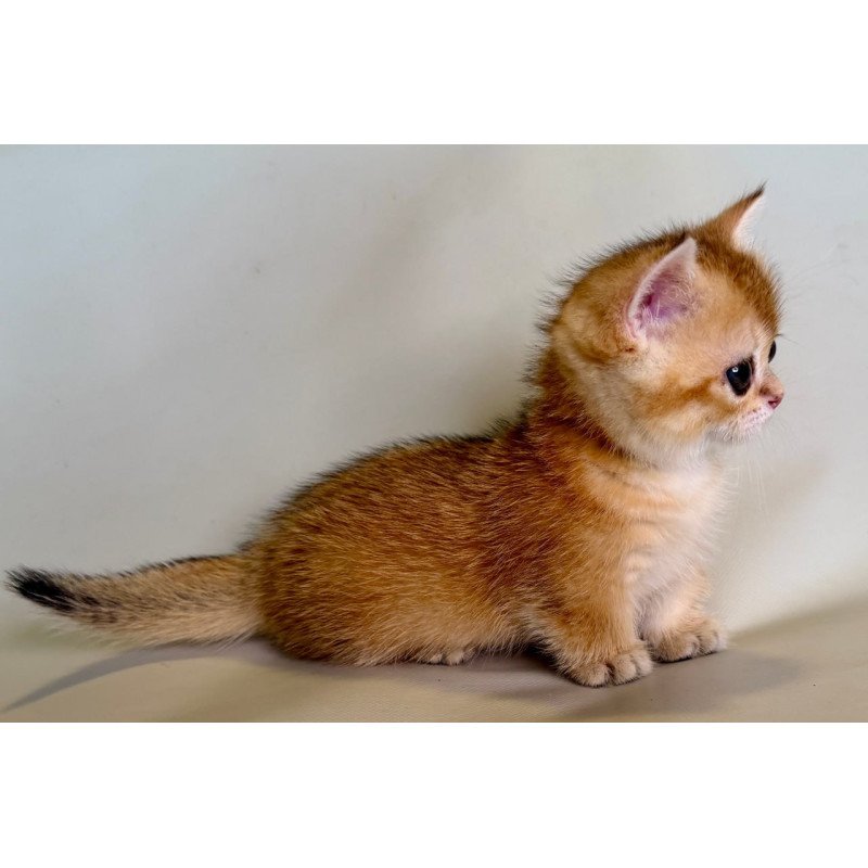 Munchkin Quirka