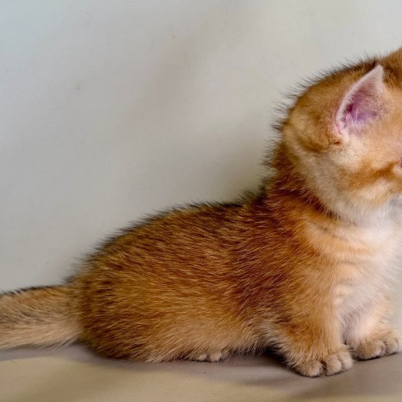 Munchkin Quirka
