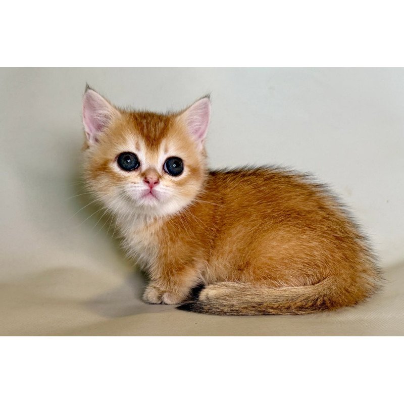 Munchkin Quirka