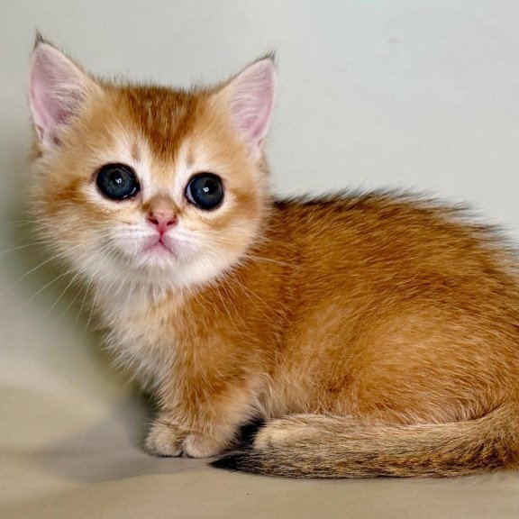 Munchkin Quirka