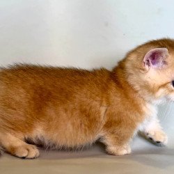 Munchkin Qamra