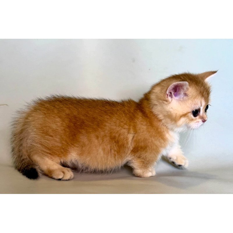 Munchkin Qamra