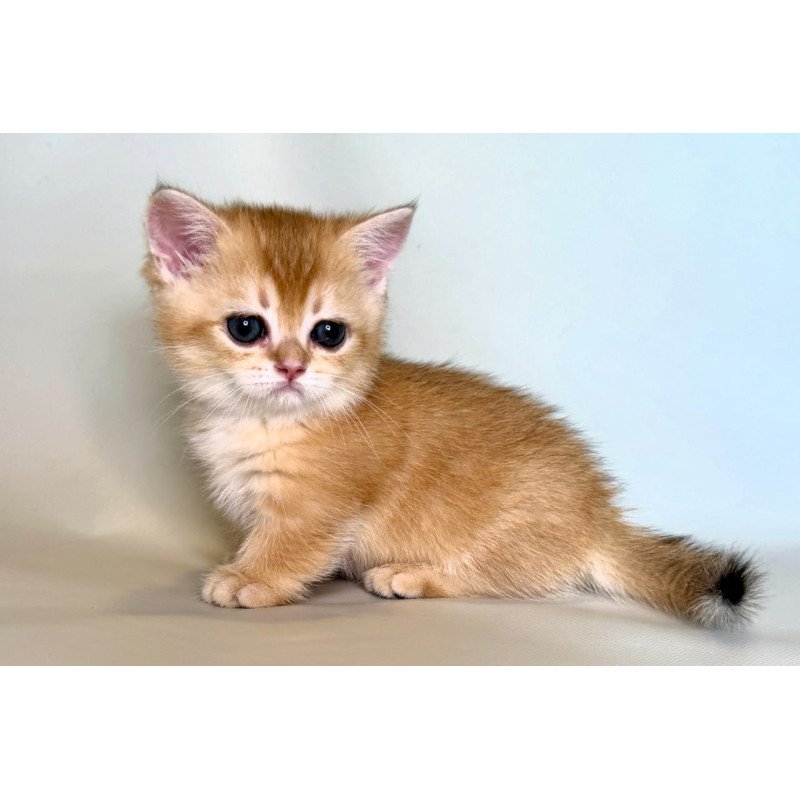 Munchkin Qamra