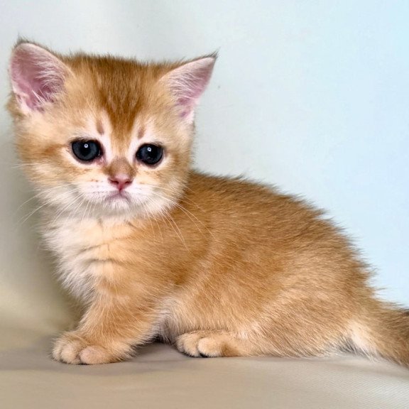 Munchkin Qamra