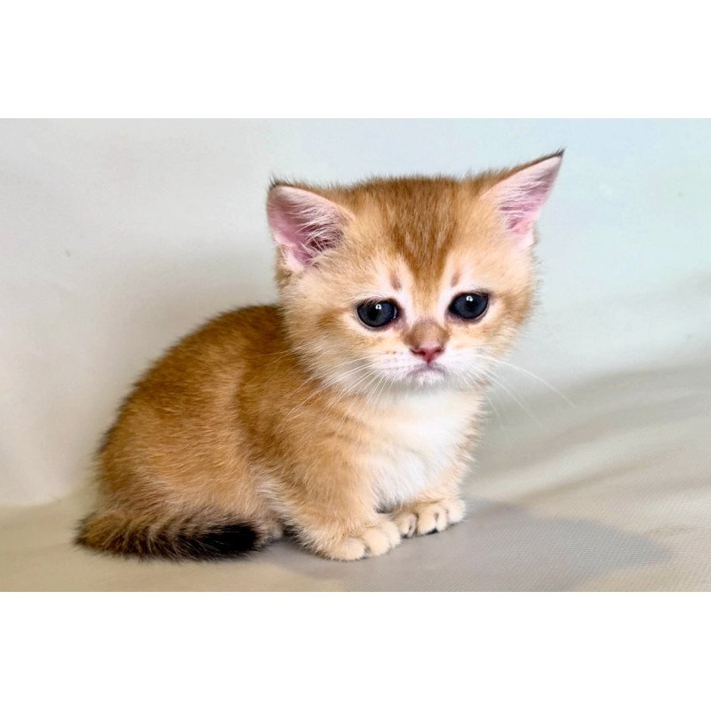 Munchkin Qamra