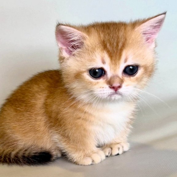 Munchkin Qamra