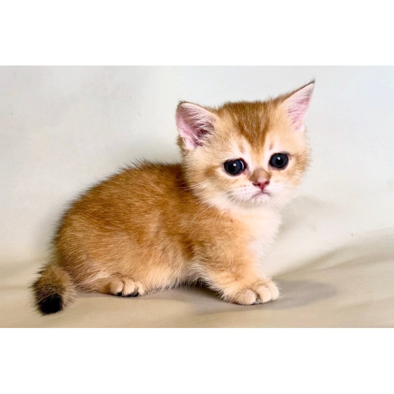 Munchkin Qamra