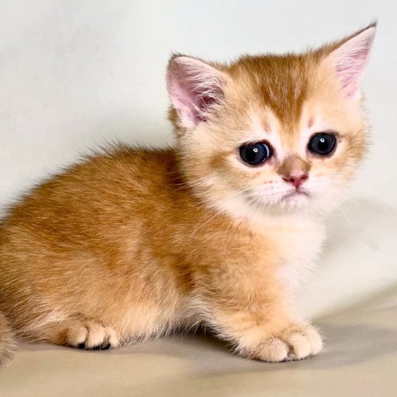 Munchkin Qamra