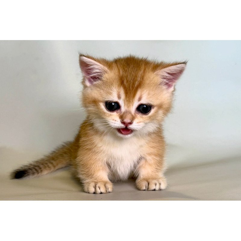Munchkin Qamra
