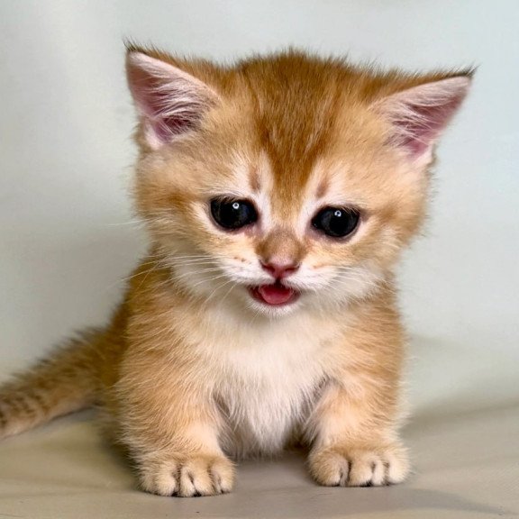 Munchkin Qamra