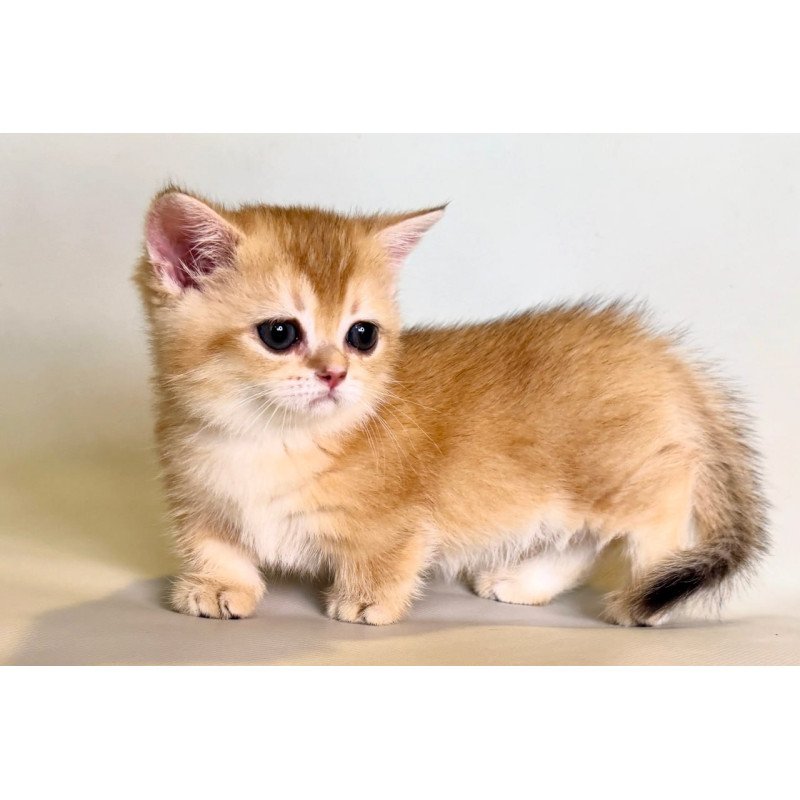 Munchkin Qamra