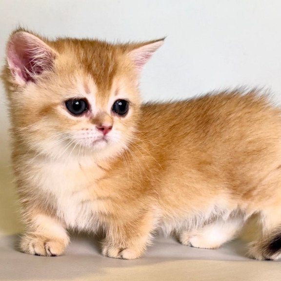 Munchkin Qamra