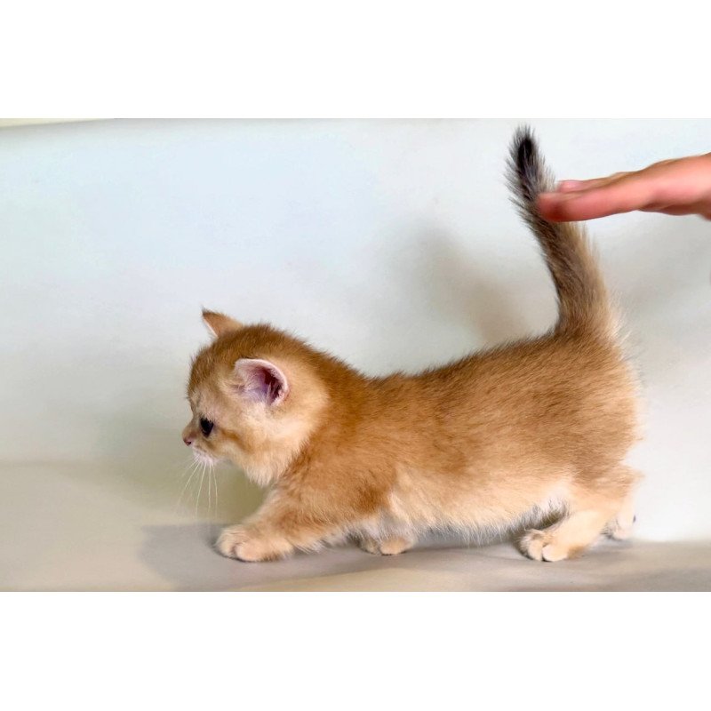 Munchkin Qamra