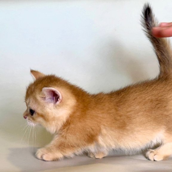 Munchkin Qamra