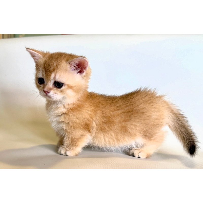 Munchkin Qamra