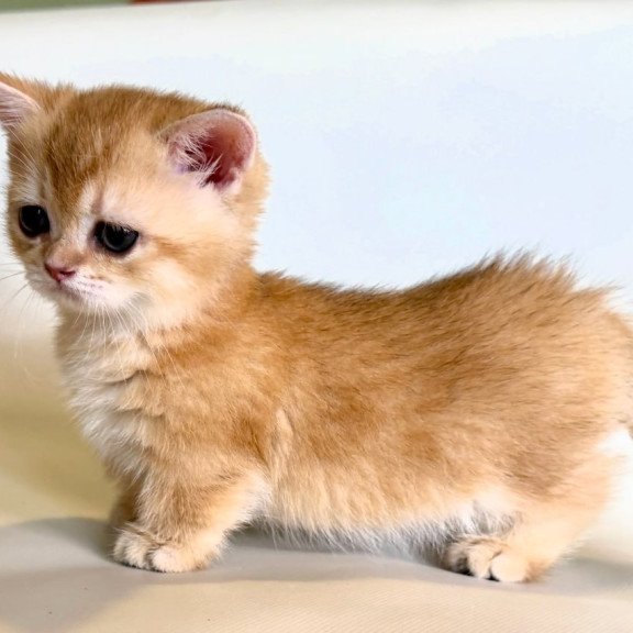 Munchkin Qamra