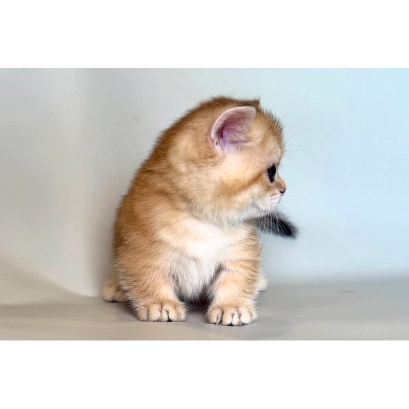 Munchkin Qamra