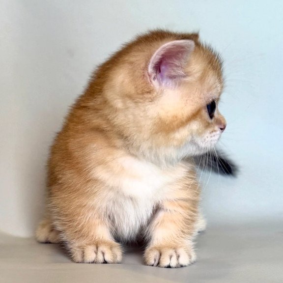 Munchkin Qamra