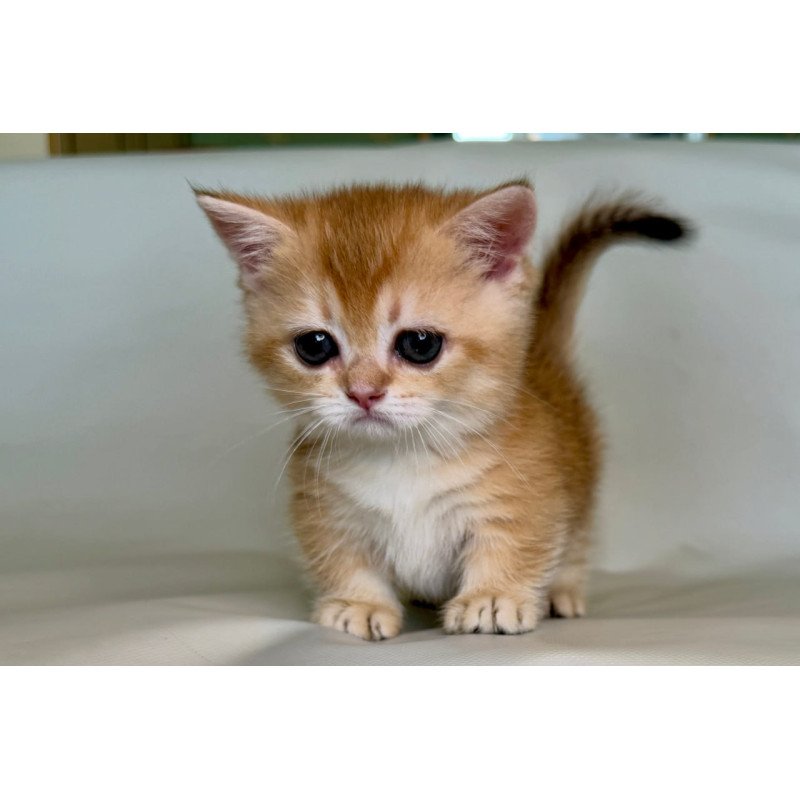 Munchkin Qamra