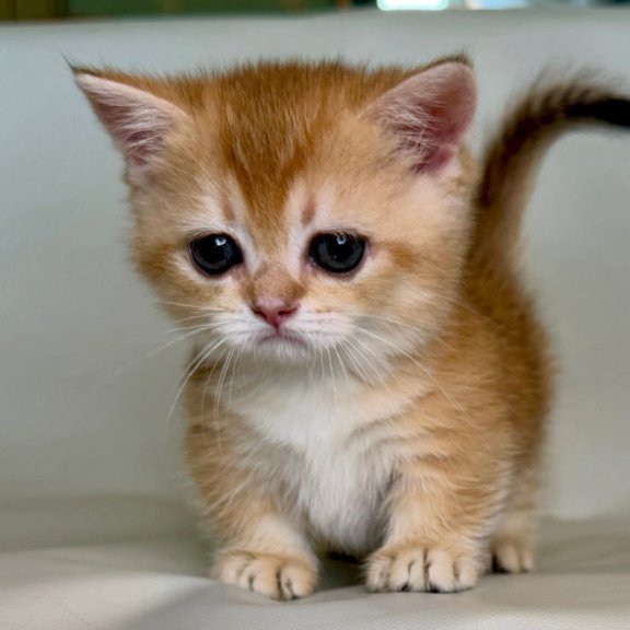 Munchkin Qamra