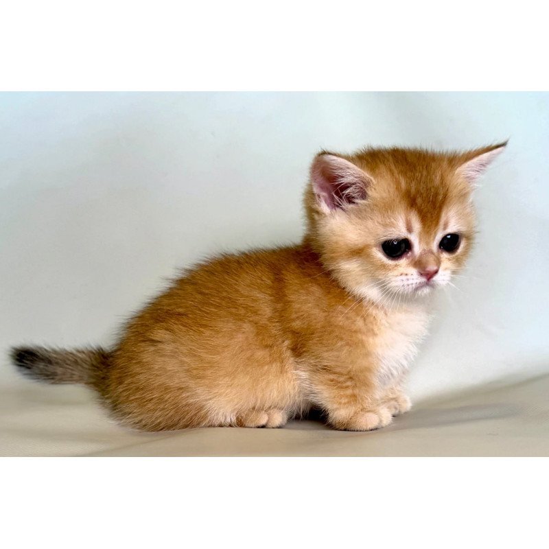 Munchkin Qamra
