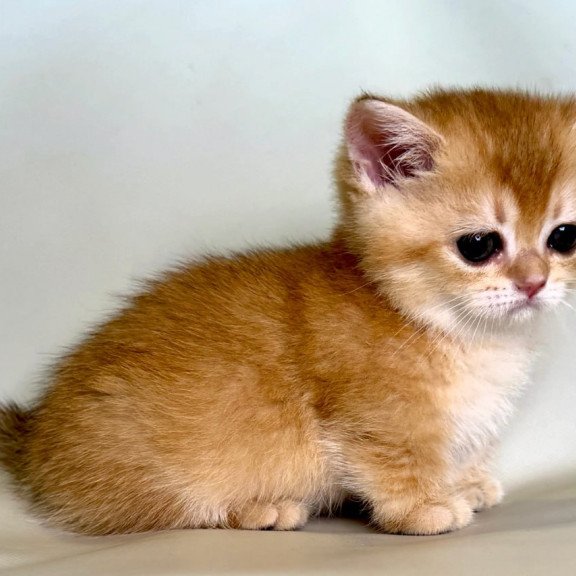 Munchkin Qamra