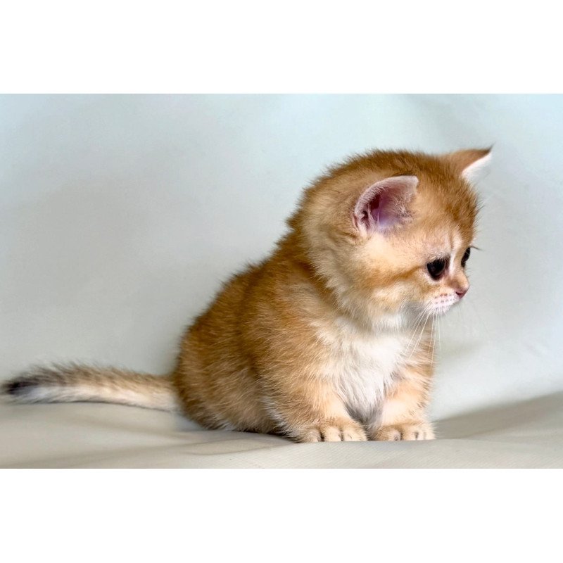 Munchkin Qamra