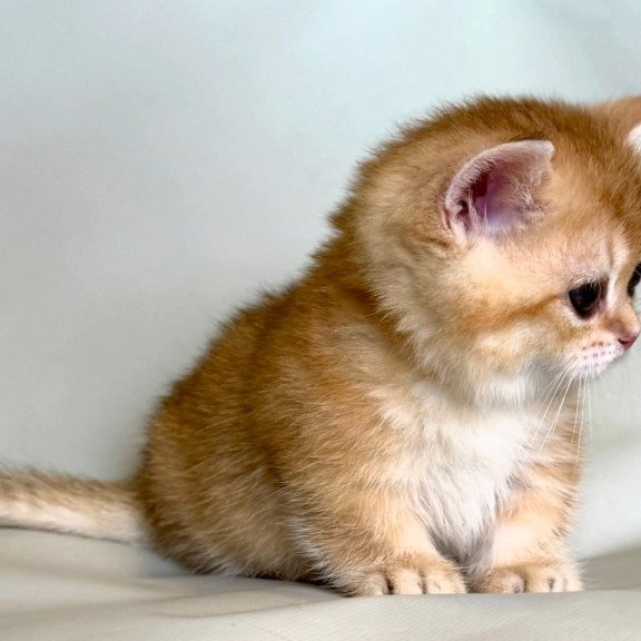 Munchkin Qamra