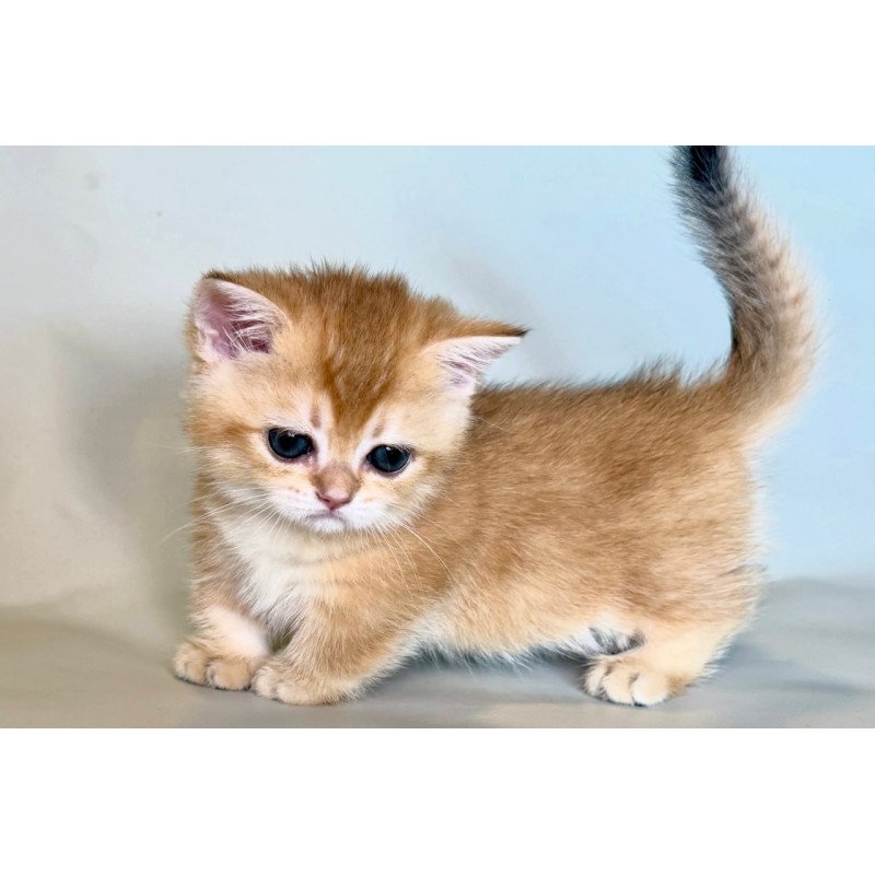 Munchkin Qamra