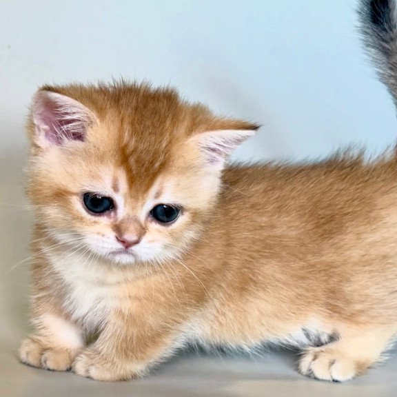 Munchkin Qamra