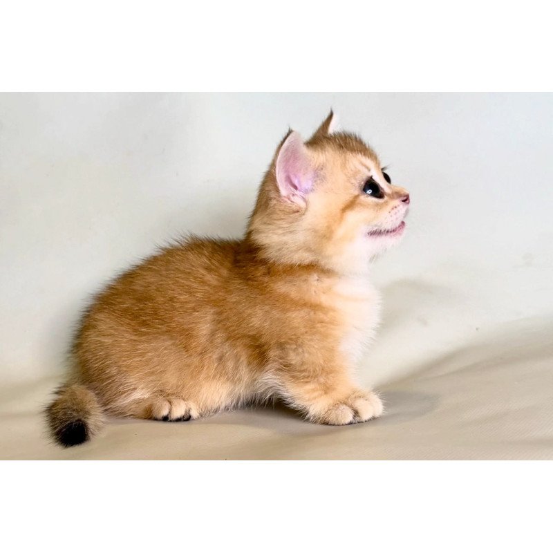 Munchkin Qamra
