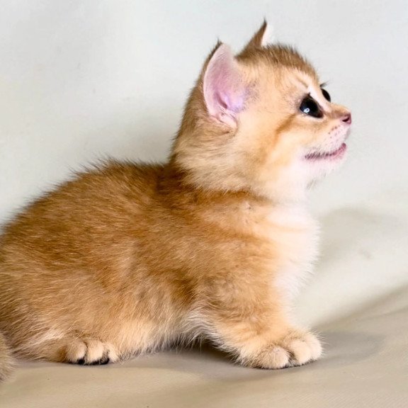 Munchkin Qamra