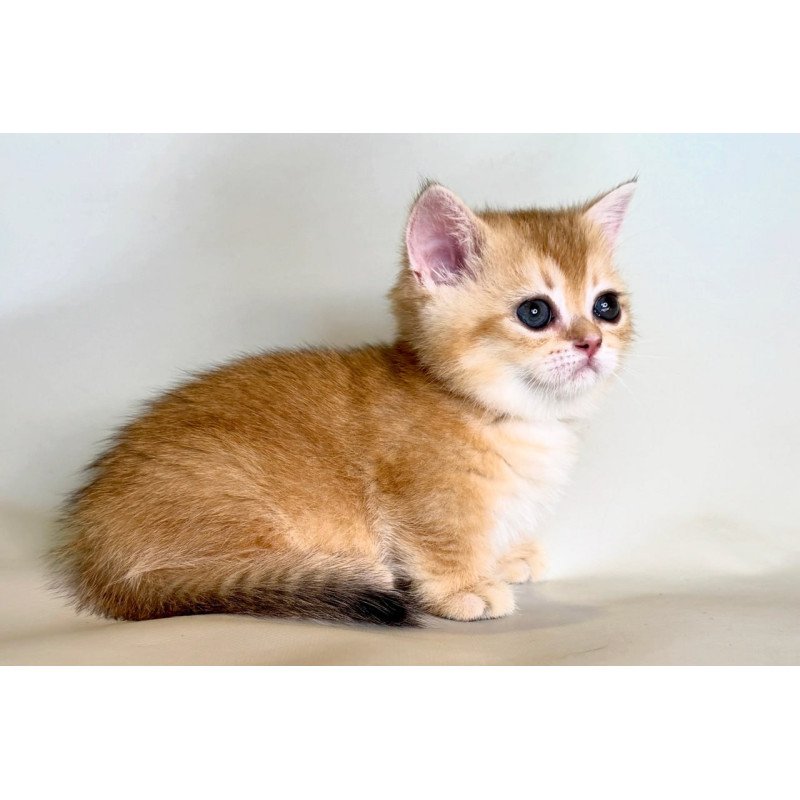 Munchkin Qamra