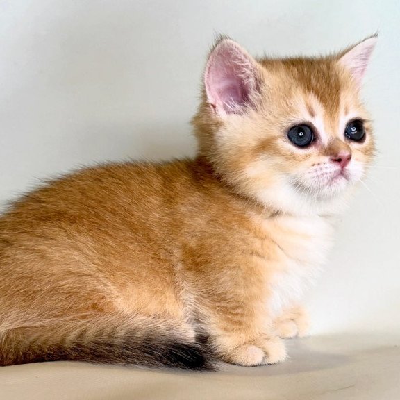 Munchkin Qamra