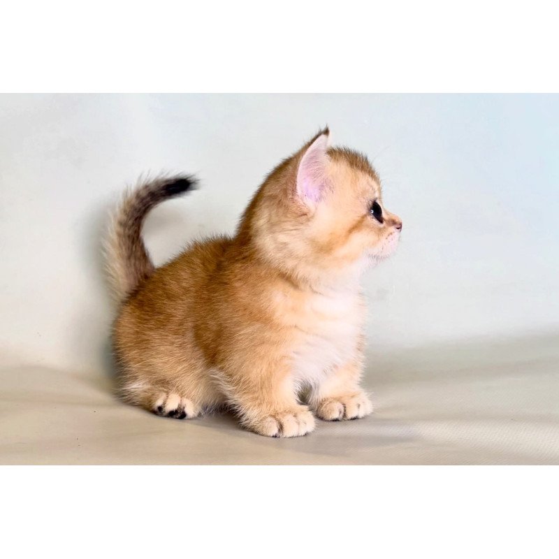 Munchkin Qamra