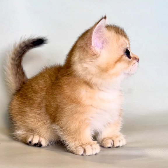 Munchkin Qamra