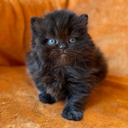 Munchkin Martin