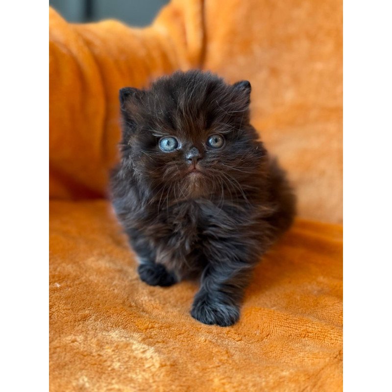 Munchkin Martin