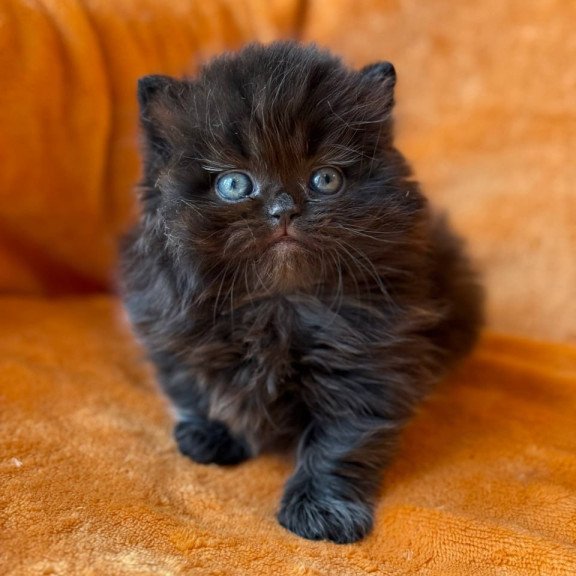 Munchkin Martin