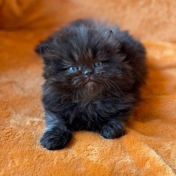 Munchkin Martin