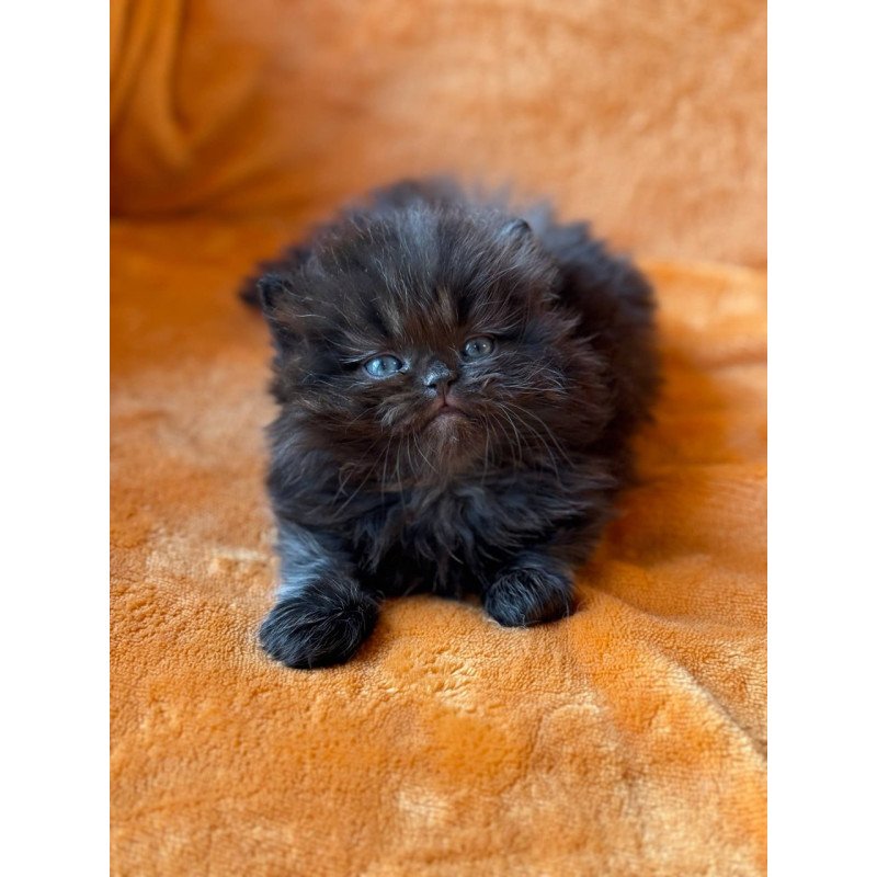 Munchkin Martin