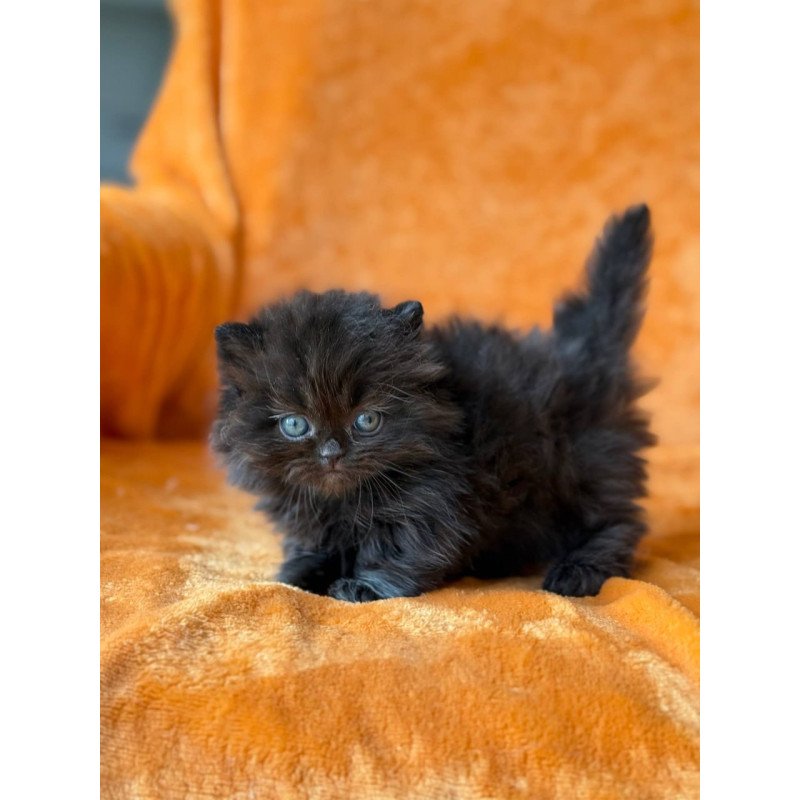 Munchkin Martin