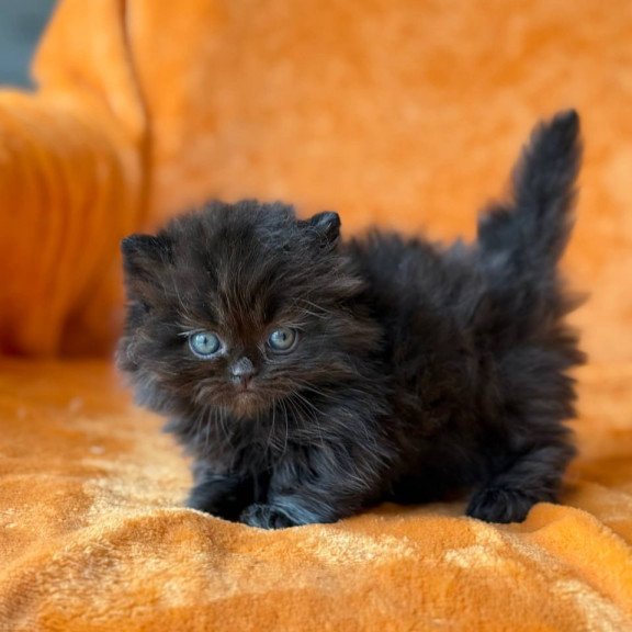 Munchkin Martin