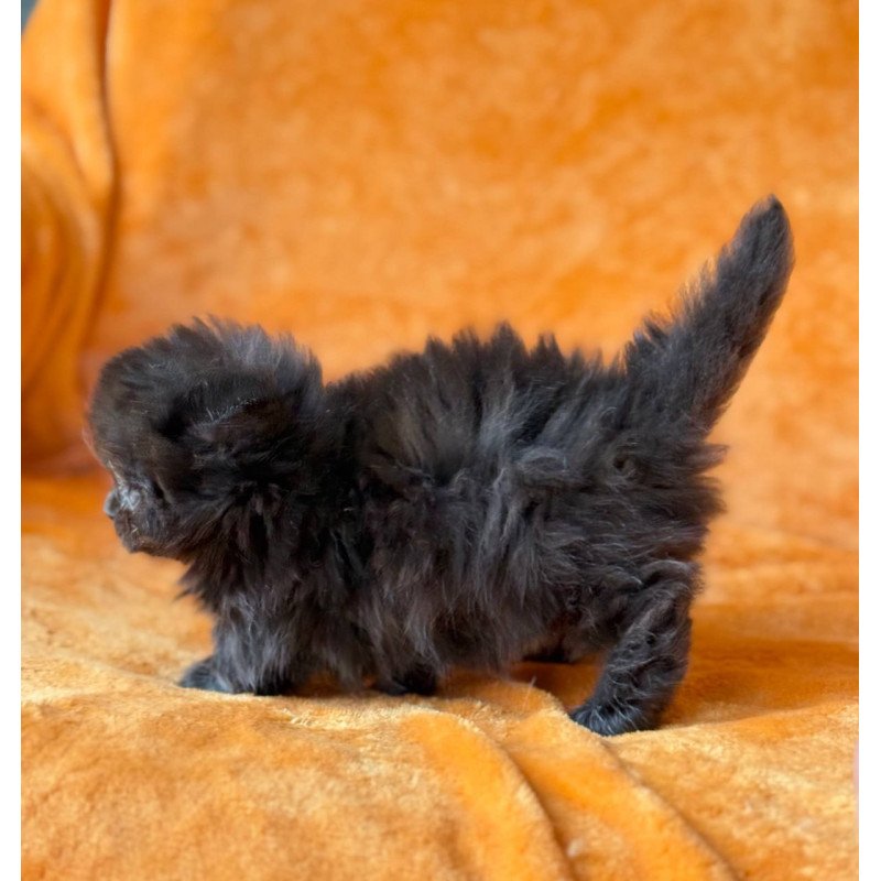 Munchkin Martin