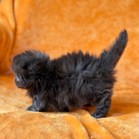 Munchkin Martin