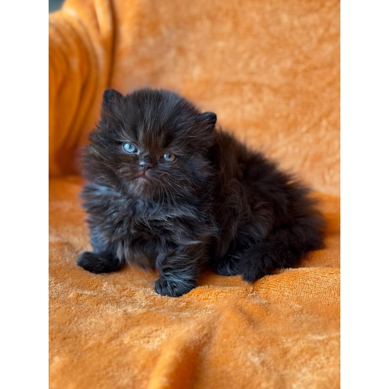 Munchkin Martin